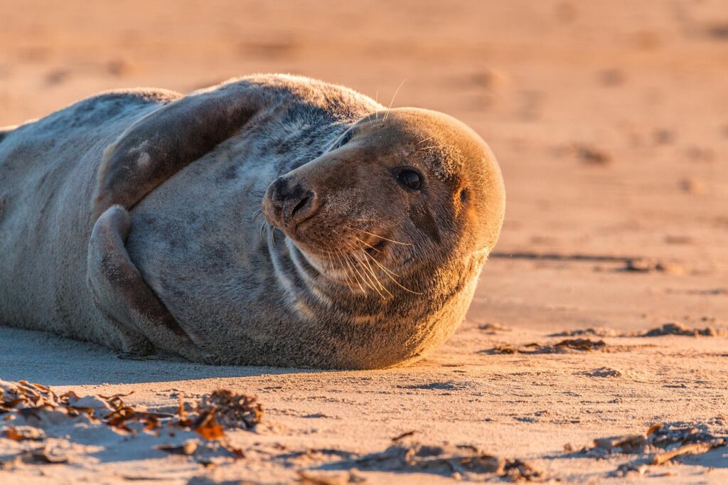 gray seal, seal, halichoerus grypus, beach, nature, dune, helgoland, north sea, sea island, island, sea, water, sea creatures