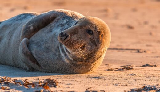 gray seal, seal, halichoerus grypus, beach, nature, dune, helgoland, north sea, sea island, island, sea, water, sea creatures