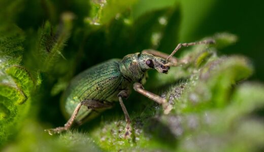nettle, weevil, beetle, green, insect, pest, leaf, bug, crawl, nature, beetle, beetle, beetle, pest, pest, pest, pest, pest, bug