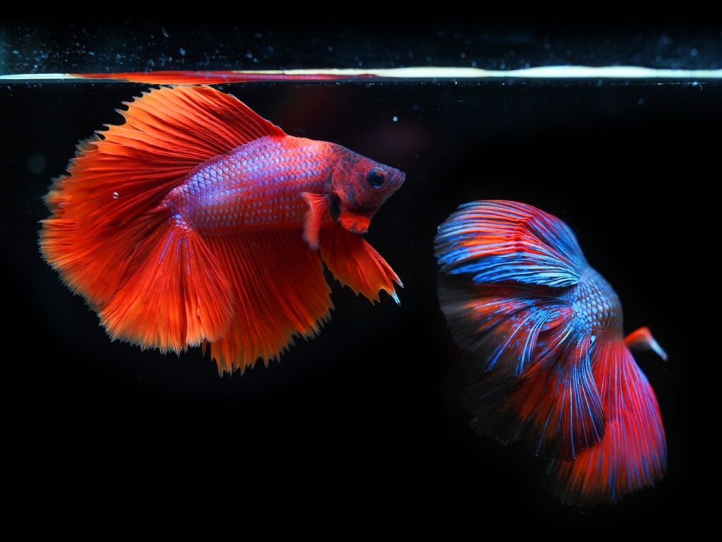 siamese fighting fish, fighting fish, fish, betta fish, betta splendens, aquatic animals, animals, nature, wildlife, underwater, water