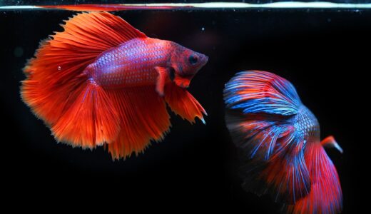 siamese fighting fish, fighting fish, fish, betta fish, betta splendens, aquatic animals, animals, nature, wildlife, underwater, water