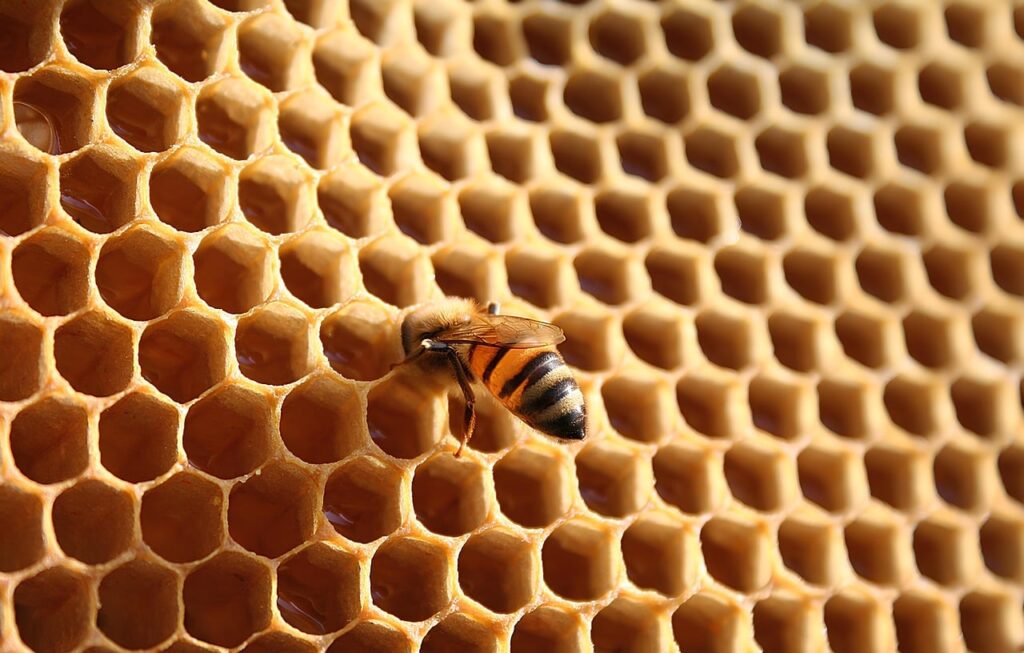 honey bee, insect, nature, hive, honey, beekeeping, honeycomb, bees