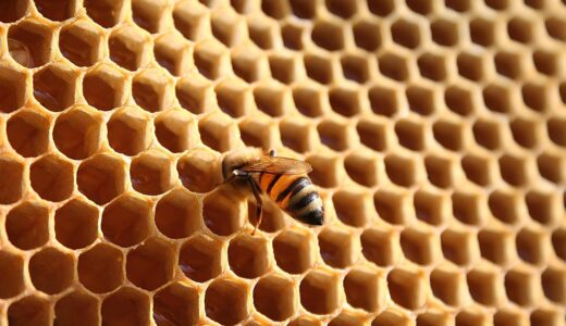 honey bee, insect, nature, hive, honey, beekeeping, honeycomb, bees