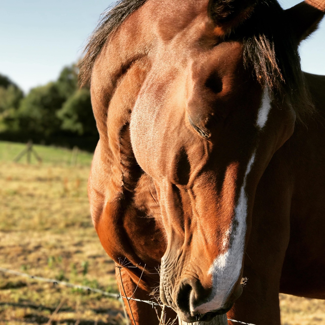 horse, pre, nature, standard