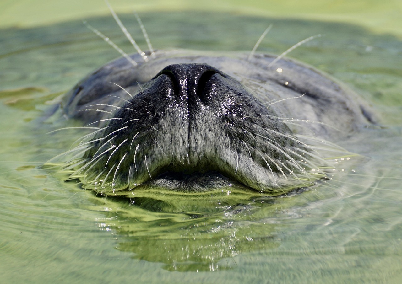 water, snout, aquarium, nature, sealing station, ecomar, texel, mammal, seal sanctuary, aquatic life, swim, underwater world, nursing station, animal welfare, sea creature, wildlife, close up, seal, aquarium, animal welfare, seal, seal, seal, seal, seal