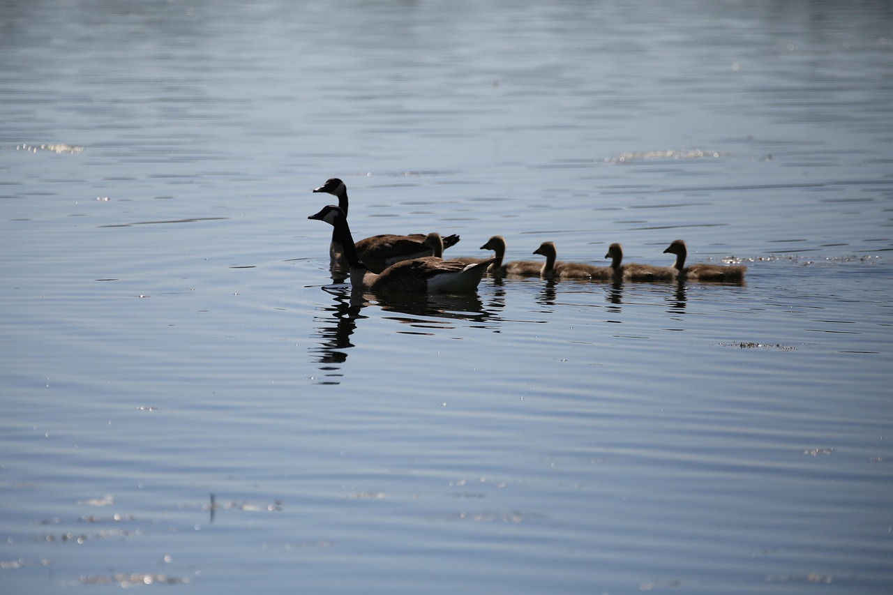 family, goose, ge, geese, nature, animal, lake, ducks, ducklings