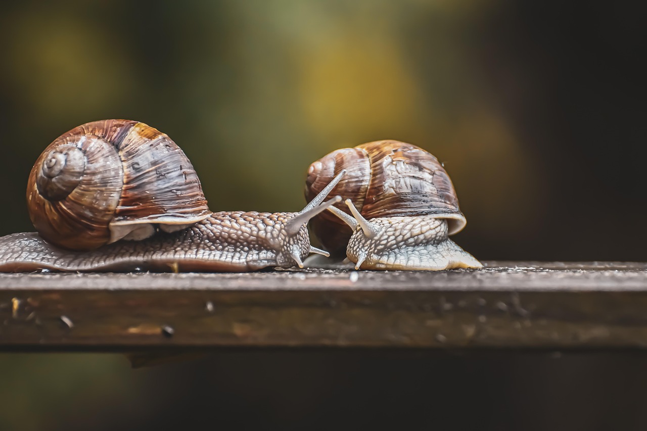 snail, natural reserve, protected animal, shell, mollusc, sensor, mucus, to crawl, slow, casing, animal, nature, snail, snail, snail, snail, snail, slow
