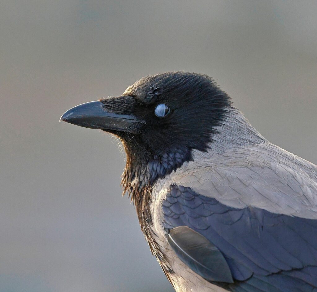 bird, hooded crow, nature, nictitating membrane, beak, ornithology, species, fauna, avian, animal, feathers, plumage