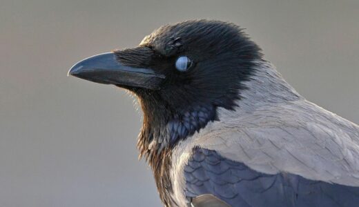 bird, hooded crow, nature, nictitating membrane, beak, ornithology, species, fauna, avian, animal, feathers, plumage