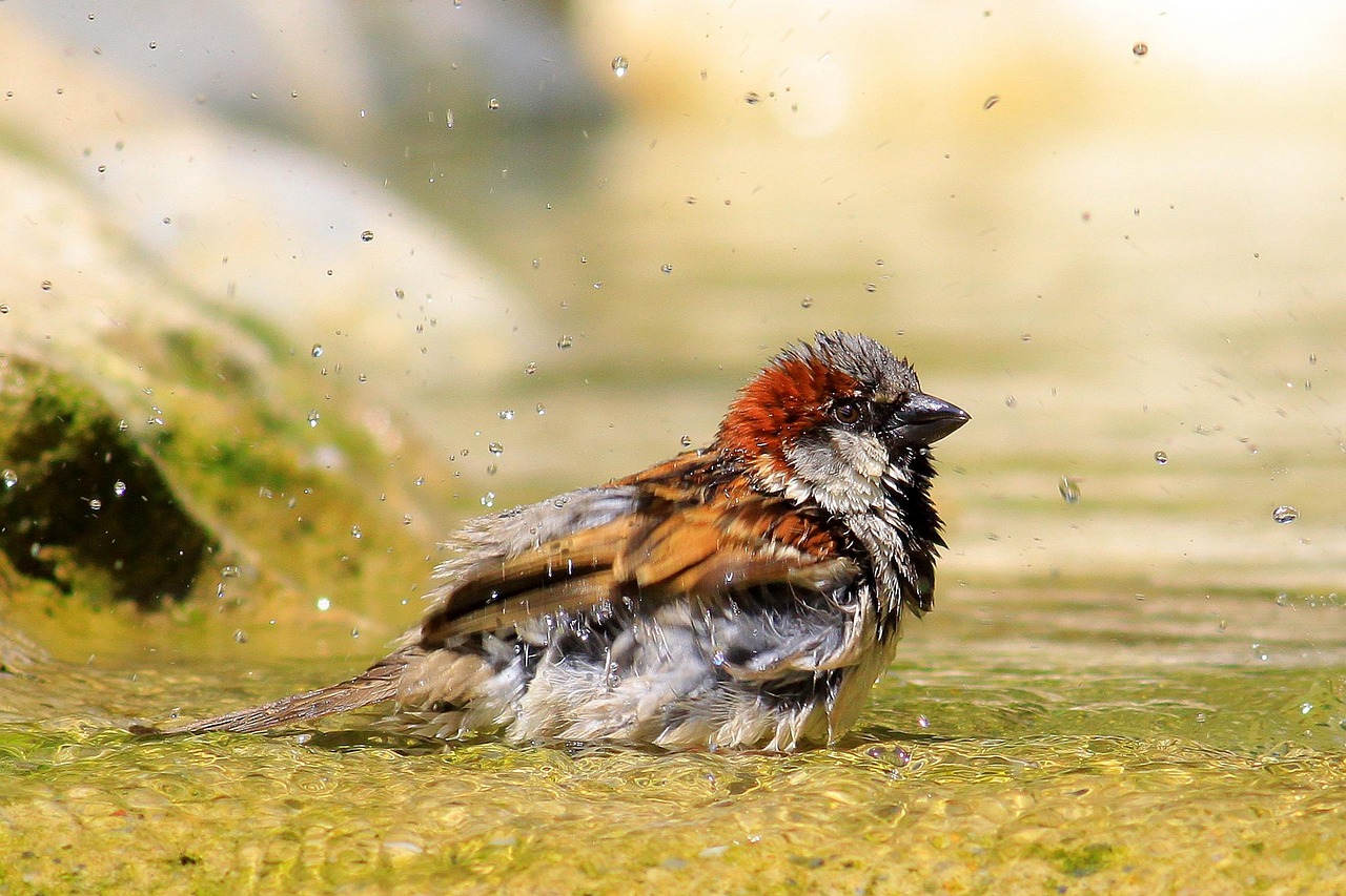 sparrow, bird, nature, bathroom, shower, birds shower