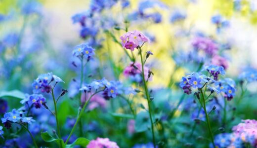 forget me not, pointed flower, spring flowers, scattered flowers, meadow, garden, wildflowers, plant, flower meadow, bloom, nature, pink, blue, yellow, turquoise, spring flowers, spring flowers, spring flowers, meadow, meadow, meadow, garden, garden, garden, garden, wildflowers, wildflowers, wildflowers, wildflowers, wildflowers, yellow, turquoise