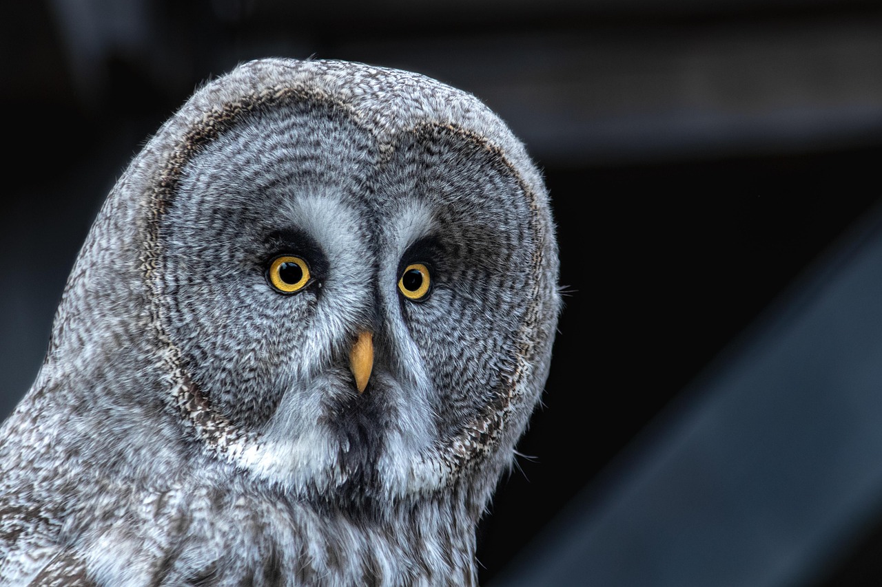 donations keeps me going, owl, bird, animal, nature, the world of animals, eyes, feather, night, up close, birds of prey, portrait, miruth, owl, owl, owl, owl, owl