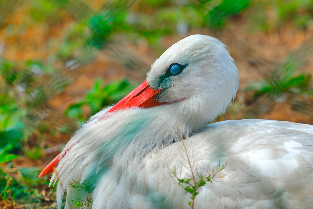 white stork, bird, ornithology, species, fauna, avian, animal, wildlife, nature, nictitating membrane, animal world