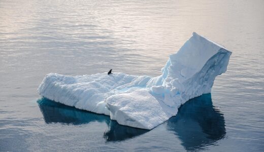 antarctica, seal, iceberg, cold, ice, ocean, nature, alone, water, antarctica, antarctica, antarctica, antarctica, antarctica, iceberg, iceberg, iceberg, iceberg, iceberg, alone, alone