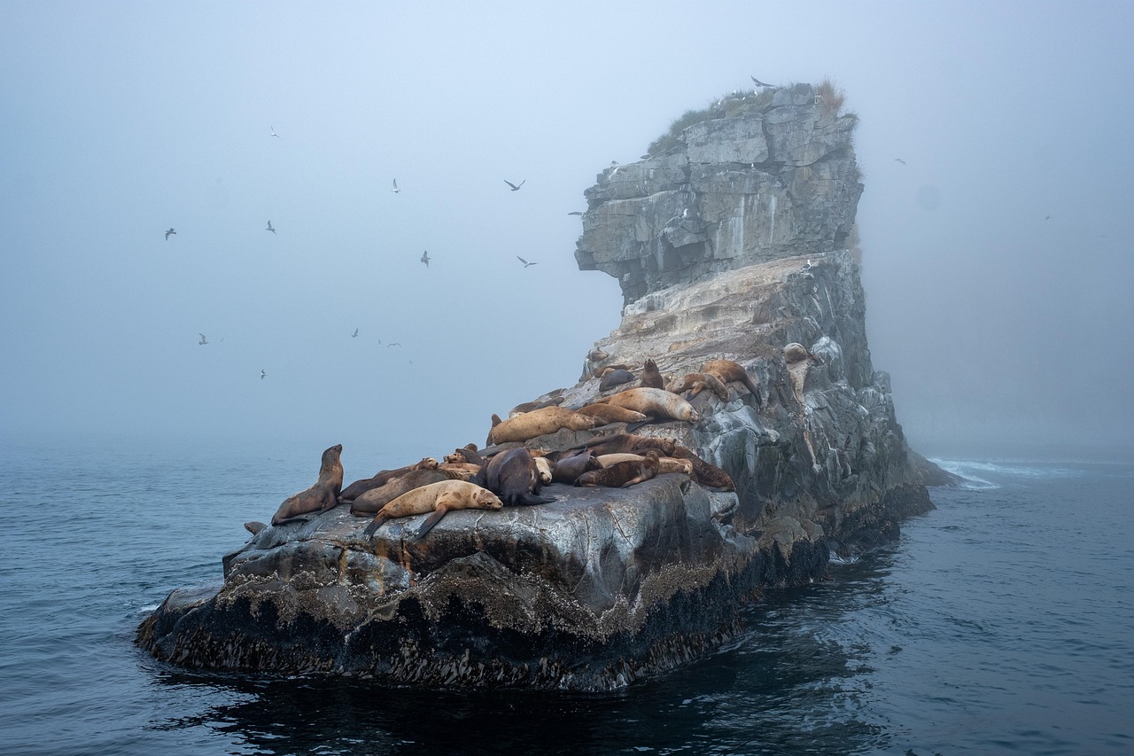 seals, mist, nature, island, ocean