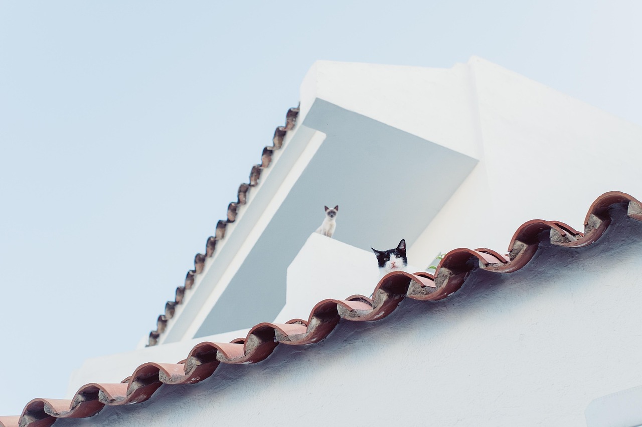 cat, nature, city, roof, look at, pet, watch, animal, animals, mallorca