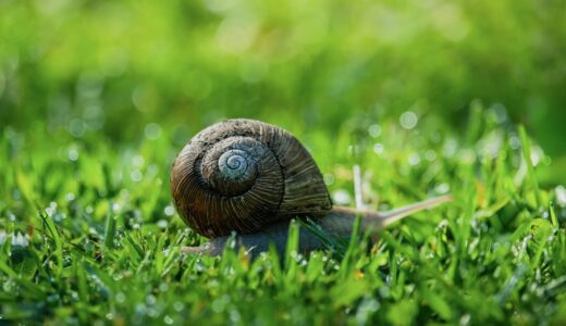 snail, garden snail, grass, nature, shell, tentacles, slow, mollusk, crawl, green, macro, late summer, detail, biology, antenna, natural habitat, rural, gardening, fresh, unique