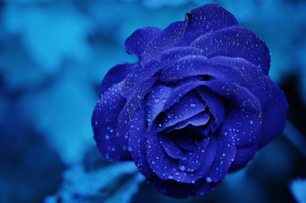 rose, flower, dew, nature, rose flower, dewdrops, droplets, rosaceae, flower wallpaper, beautiful flowers, flower background, blue, bloom, blossom, flowering plant, ornamental plant, closeup