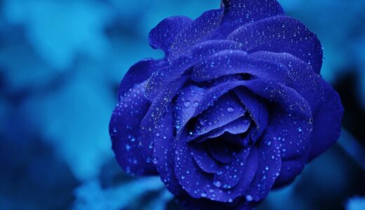 rose, flower, dew, nature, rose flower, dewdrops, droplets, rosaceae, flower wallpaper, beautiful flowers, flower background, blue, bloom, blossom, flowering plant, ornamental plant, closeup