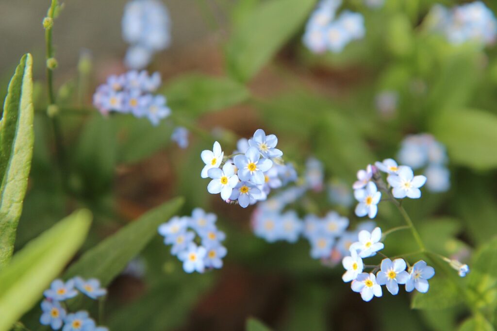 forget-me-not, forget-me-not blue, forget-me-not arvensis, flowering, spring-flowering, forget-me-not, forget-me-not, forget-me-not, forget-me-not, forget-me-not