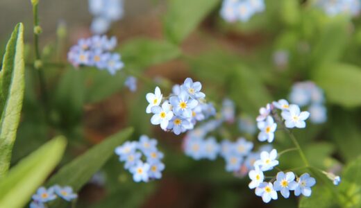 forget-me-not, forget-me-not blue, forget-me-not arvensis, flowering, spring-flowering, forget-me-not, forget-me-not, forget-me-not, forget-me-not, forget-me-not