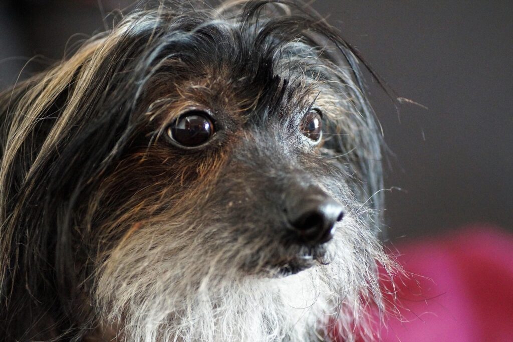 dog, chinese, crested, homemade, pet, portrait, animal, bearded, beard, modified