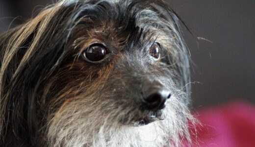 dog, chinese, crested, homemade, pet, portrait, animal, bearded, beard, modified