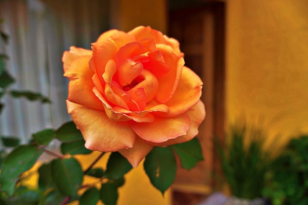 roses, home, orange, life, lifetime, hope, lifetime, lifetime, lifetime, lifetime, lifetime