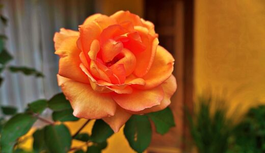 roses, home, orange, life, lifetime, hope, lifetime, lifetime, lifetime, lifetime, lifetime