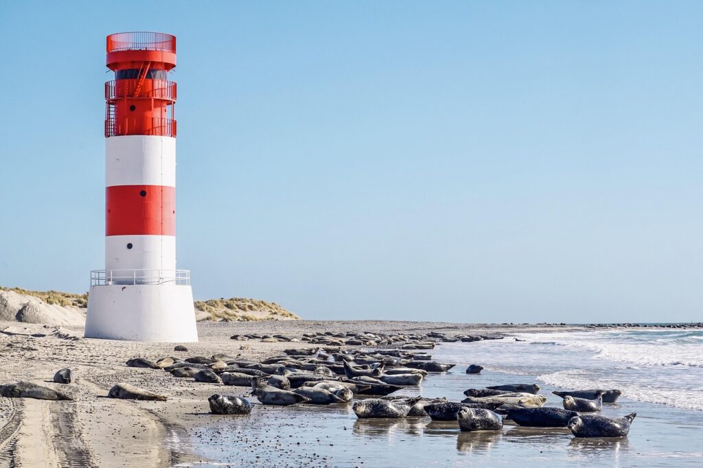 beach, lighthouse, seals, north sea, island, sand, sandy beach, water, landmark, nature reserve, sea, helgoland, sea creatures, wildlife, group, nature, lie, gray seals, coast, heaven, dune, seal, mammal, dog seal, sunbathing
