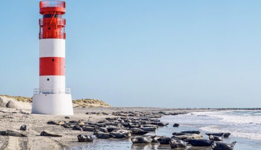 beach, lighthouse, seals, north sea, island, sand, sandy beach, water, landmark, nature reserve, sea, helgoland, sea creatures, wildlife, group, nature, lie, gray seals, coast, heaven, dune, seal, mammal, dog seal, sunbathing
