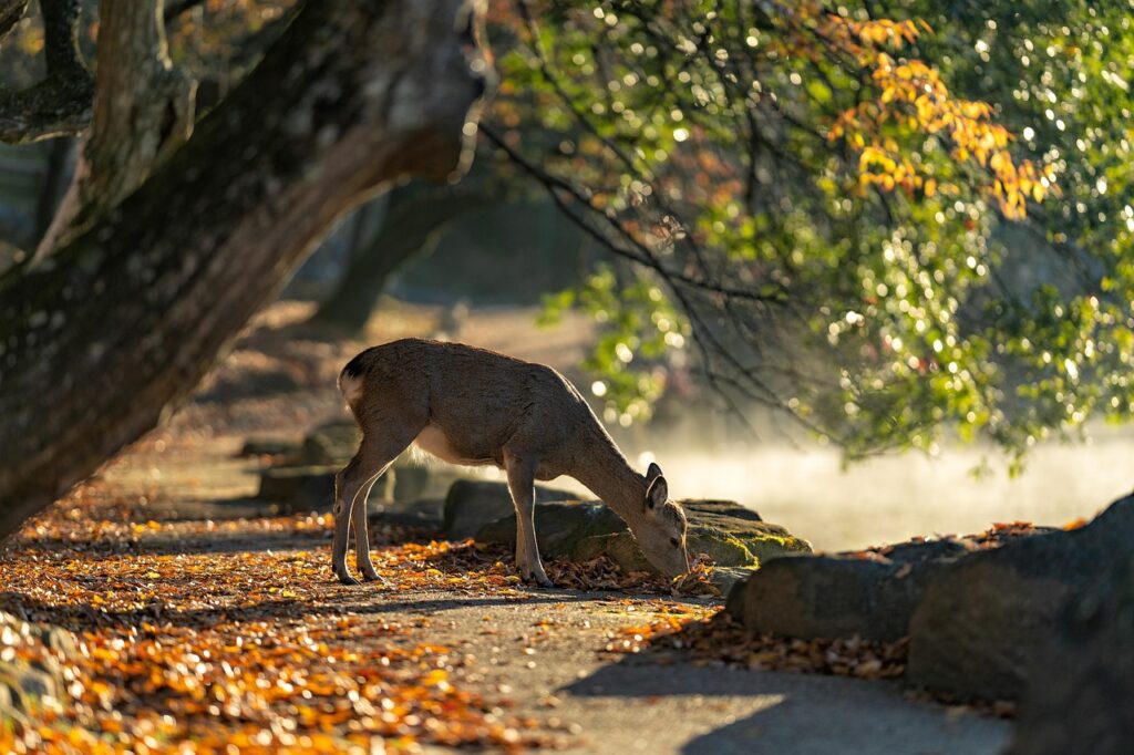 sika deer, nara park, deer, nature, mammals, autumn, japan, autumnal leaves, autumn leaves, wild animals, animal, the world of animals