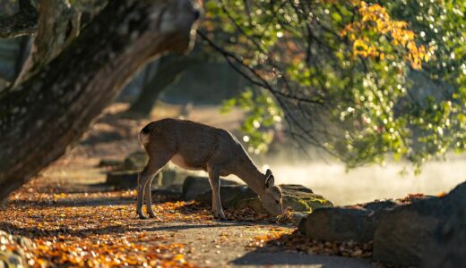 sika deer, nara park, deer, nature, mammals, autumn, japan, autumnal leaves, autumn leaves, wild animals, animal, the world of animals