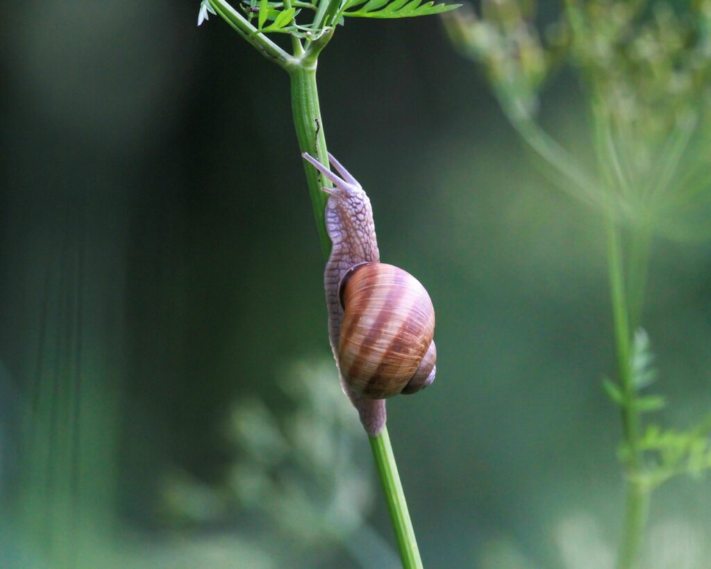 snail, shell, stem, plant, animal, gastropod, nature, fauna, crawl, slow