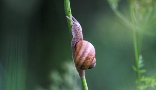 snail, shell, stem, plant, animal, gastropod, nature, fauna, crawl, slow