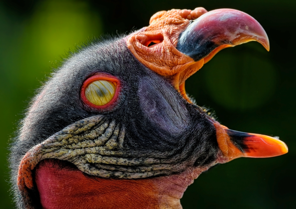 bird, vulture, king vulture, avian, ornithology, cathartidae, caruncle, scavenger, beak, wildlife, nature, animal, blinking, protective membrane, nictitating membrane, eyelid