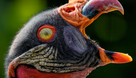 bird, vulture, king vulture, avian, ornithology, cathartidae, caruncle, scavenger, beak, wildlife, nature, animal, blinking, protective membrane, nictitating membrane, eyelid