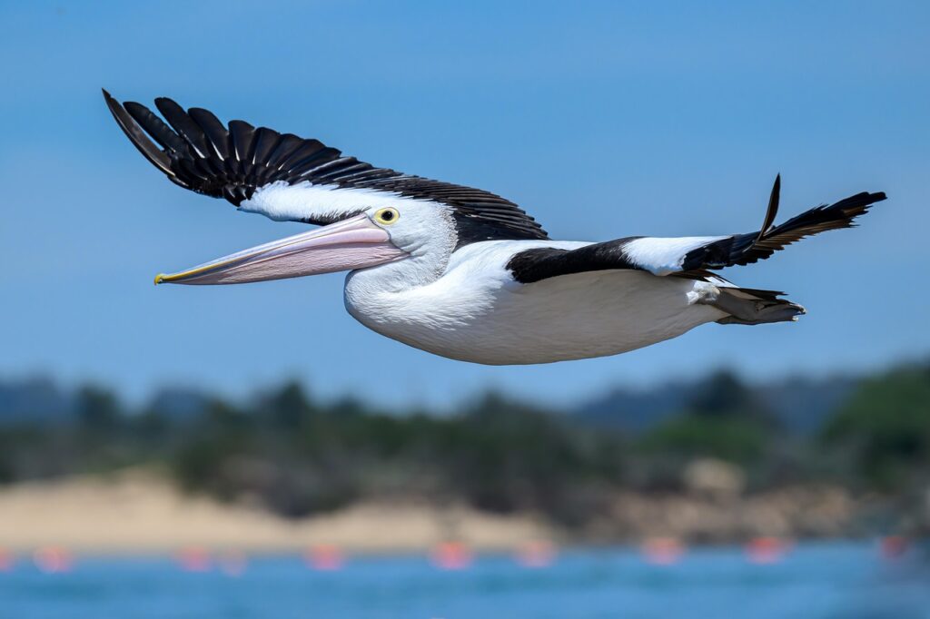 australian pelican, pelican, bird, waterbird, wildlife, wild, nature, lake, water, river, bill, flight, flying, wings, australia, australian