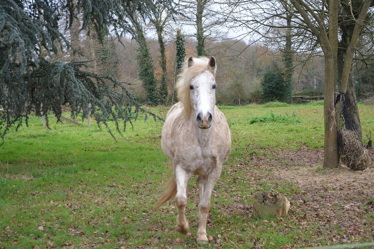 horse, mare horse, horse riding, nature, animal, standard, broodmare, mane, horse, horse, horse, horse, horse