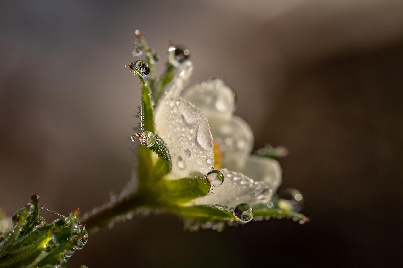flower, white flower, dew, dewdrops, petals, bloom, blossom, flora, flower background, beautiful flowers, flower wallpaper, nature, close up, macroperspective