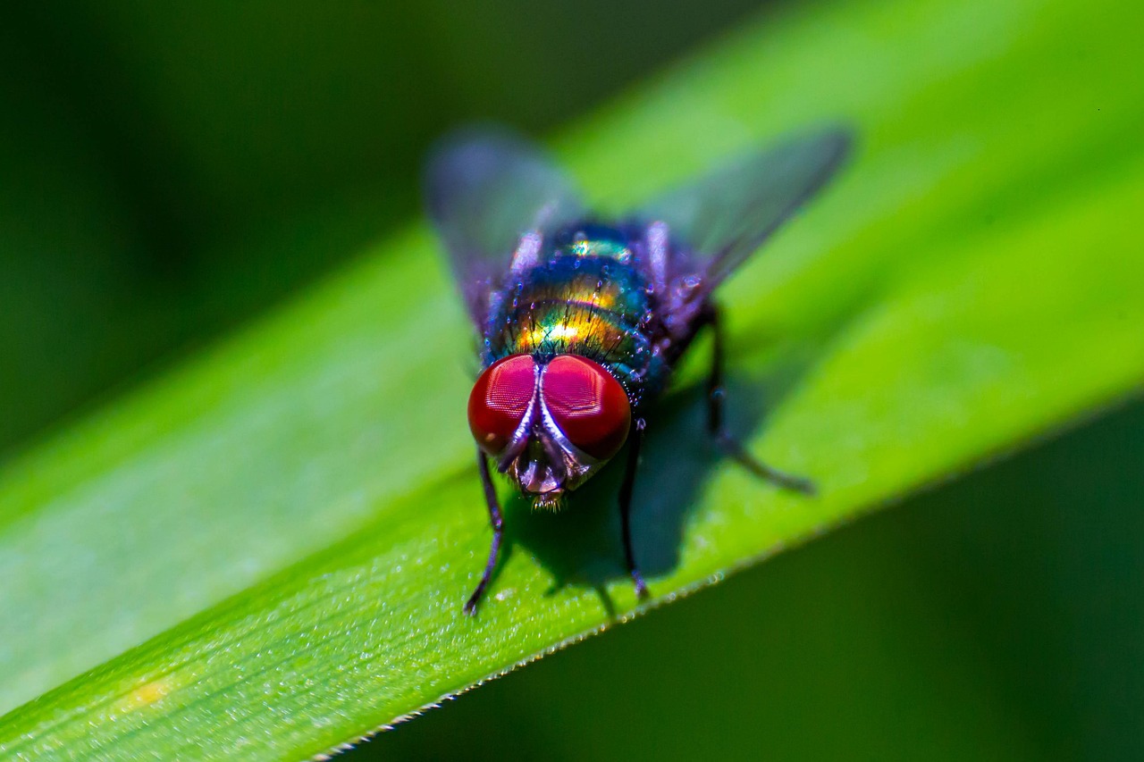insect, fly, pest, invertebrate, close up, membrane winged insect, organism, nectar