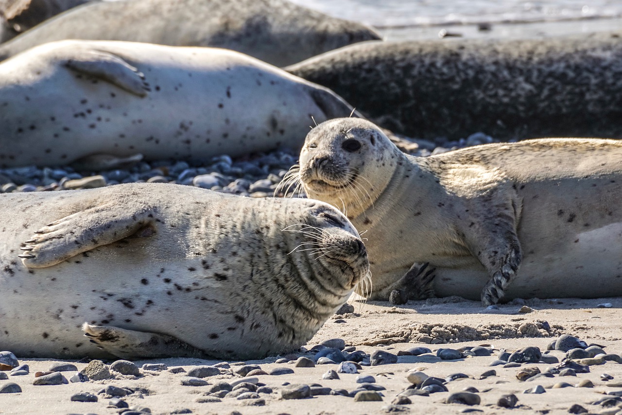 seal, animal, sunbathing, dog seal, nature, north sea, water, sea creatures, wildlife, sea, beach, cute, mammal, aquatic life, marine life, seal, seal, seal, seal, seal