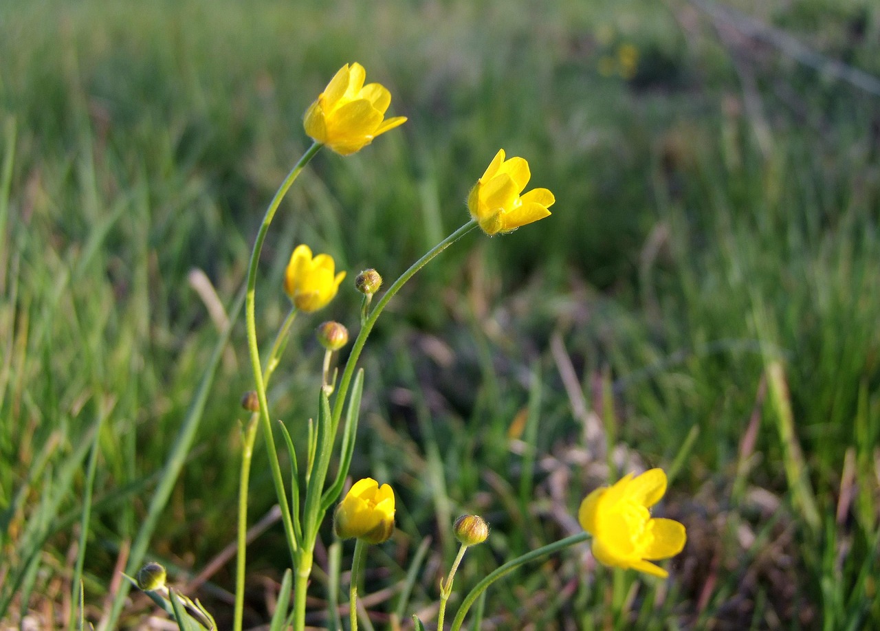 meadow flower, yellow, nature, graceful, flexible, showy, spring