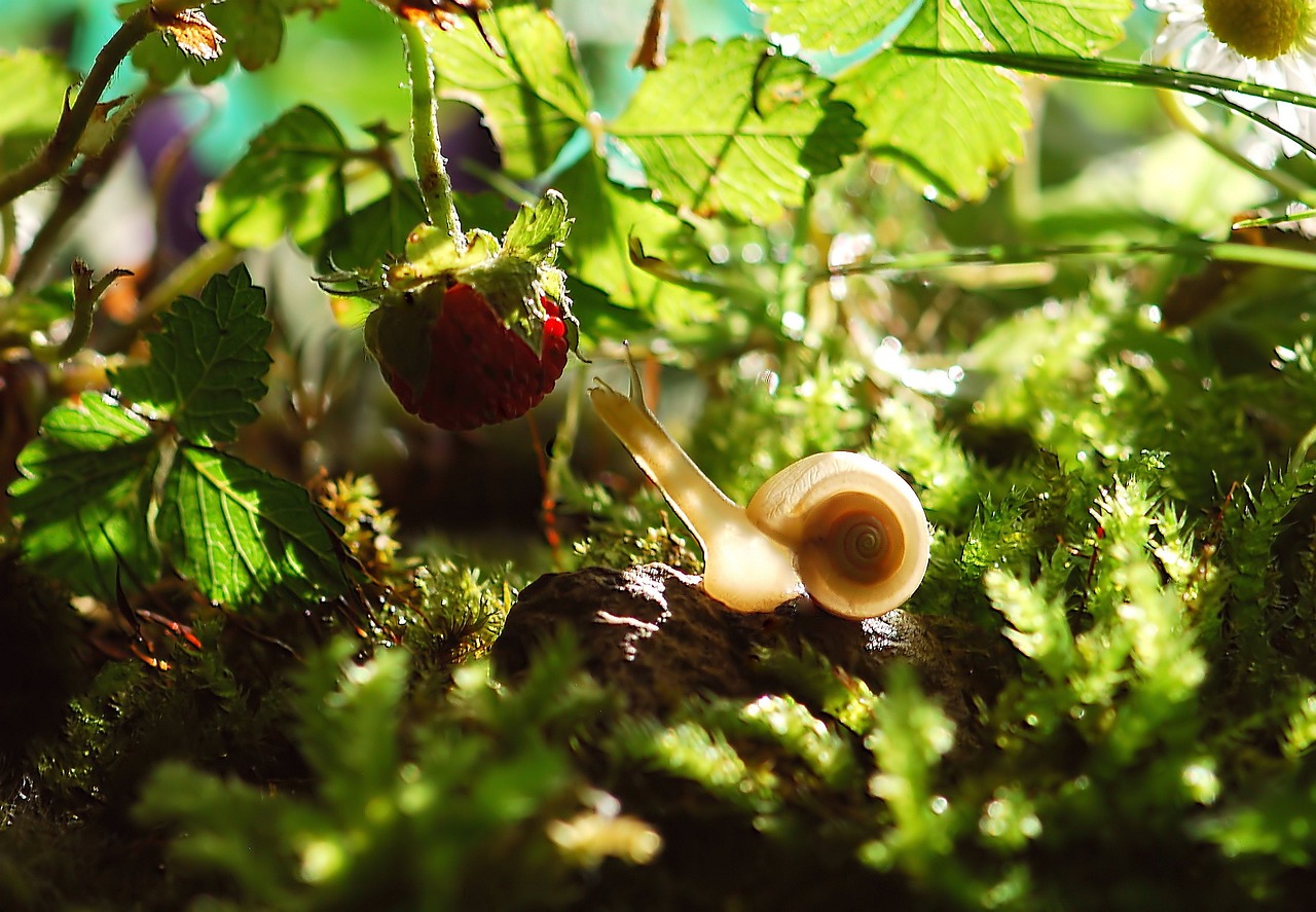 snail, shell, mollusk, gastropod, snail shell, animal, animal world, probe, mucus, casing, crawl, slowly, nature, close up, snail, snail, snail, snail, snail