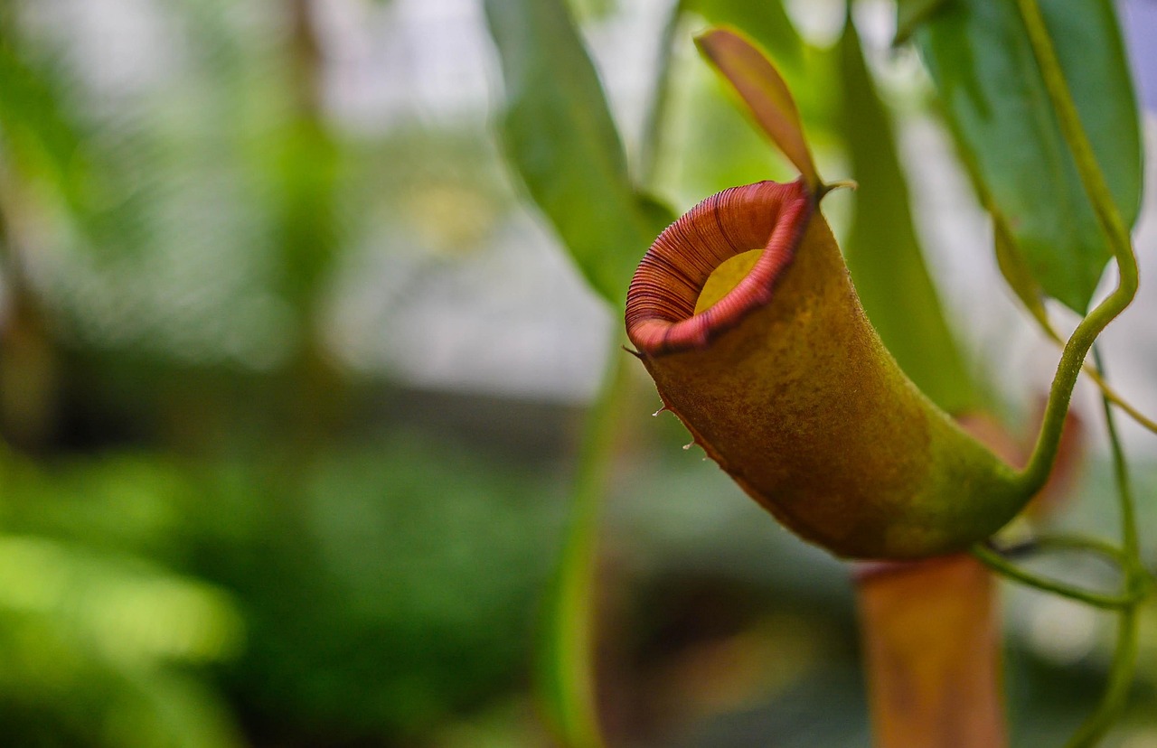 pitcher plant, plant, exotic, modified leaf, leaf, carnivorous plant, flora, nature, closeup, pitcher plant, pitcher plant, pitcher plant, pitcher plant, pitcher plant