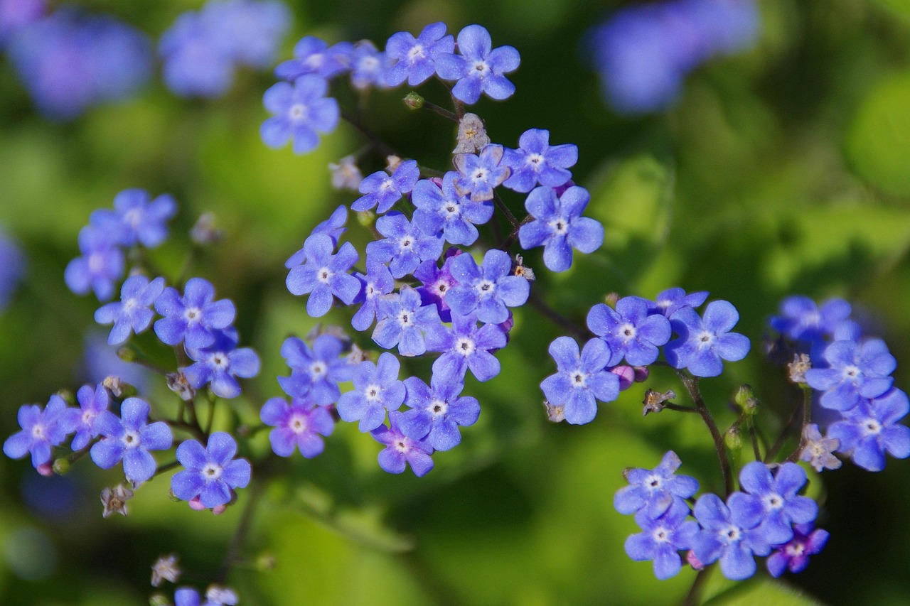 flowers, siberian bugloss, flower wallpaper, meadow, blue flowers, great forget-me-not, largeleaf brunnera, beautiful flowers, heartleaf, brunnera macrophylla, flower background, bloom, blossom, flowering plant, plant, flora, nature, closeup