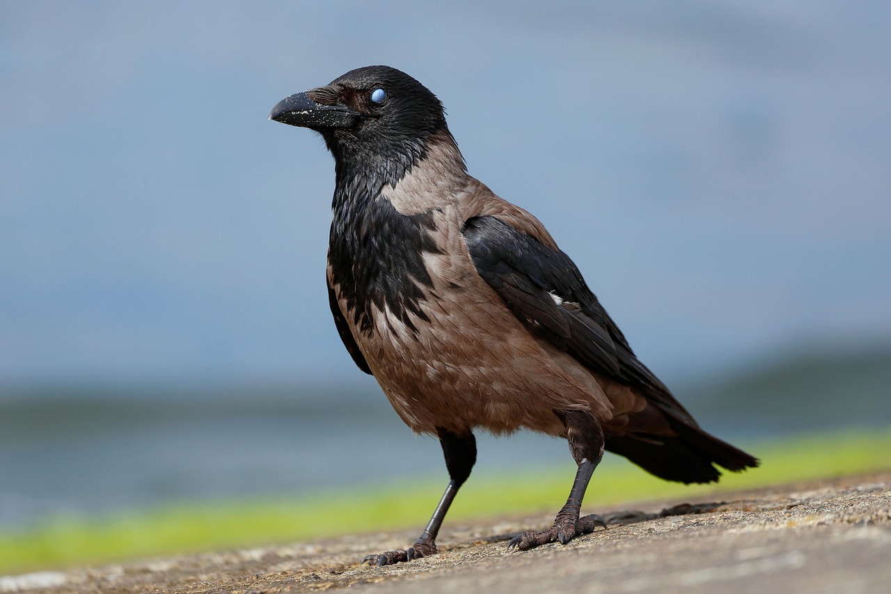 hooded crow, bird, corvus cornix, nictitating membrane, ornithology, species, fauna, nature, avian, animal