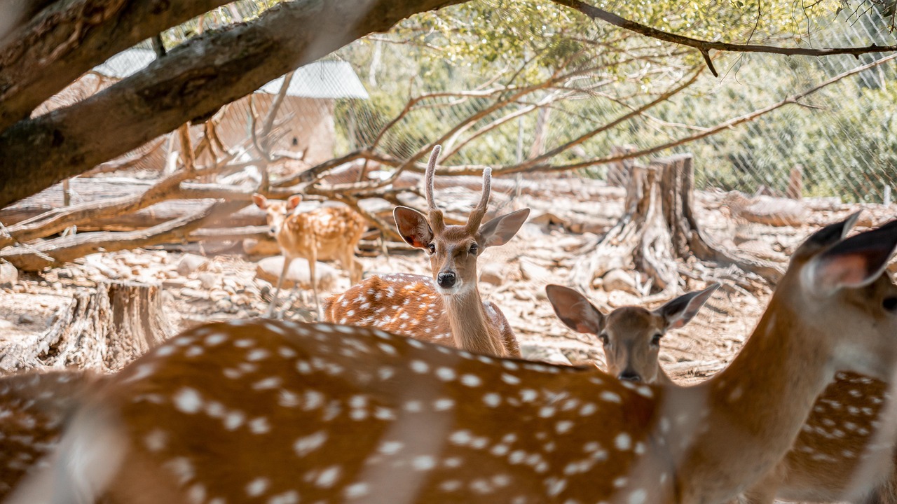 sika deer, animals, wildlife, sika, deer, star deer, zoo, nature
