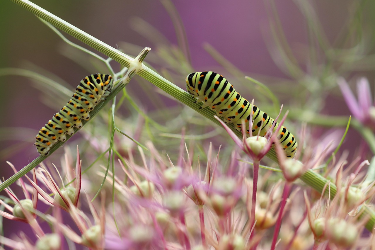 caterpillars, butterfly, crossing, evade, dovetail, close up, macro, nature, fennel, wolf down, to crawl, slow, caterpillars, macro, nature, nature, nature, nature, nature