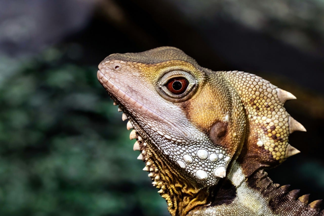dragon, boyds forest dragon, lizard, animal, reptile, australian lizard, nature, australia, koala gardens